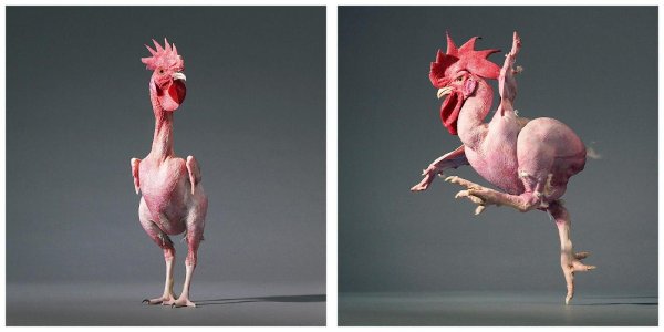 общипанный петух