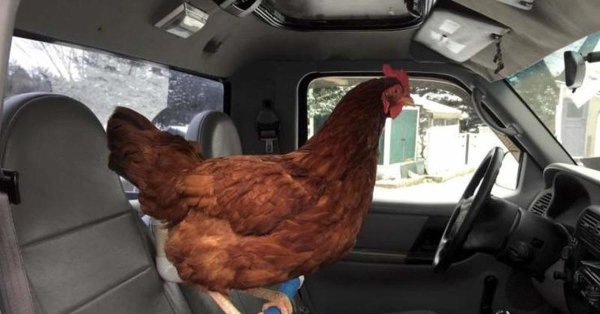 несушка ломан браун