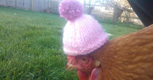 вязаная курочка