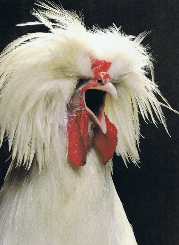 белые петухи