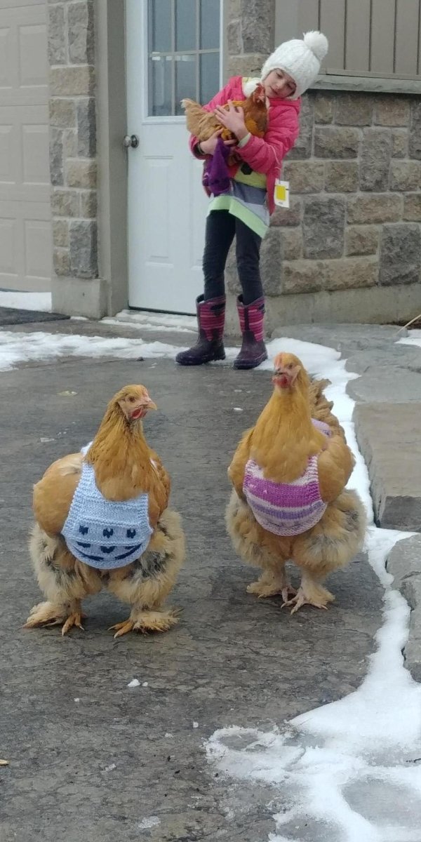 курочка прикольная