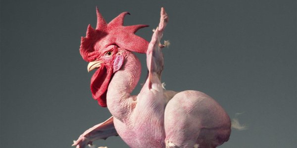 общипанный петух