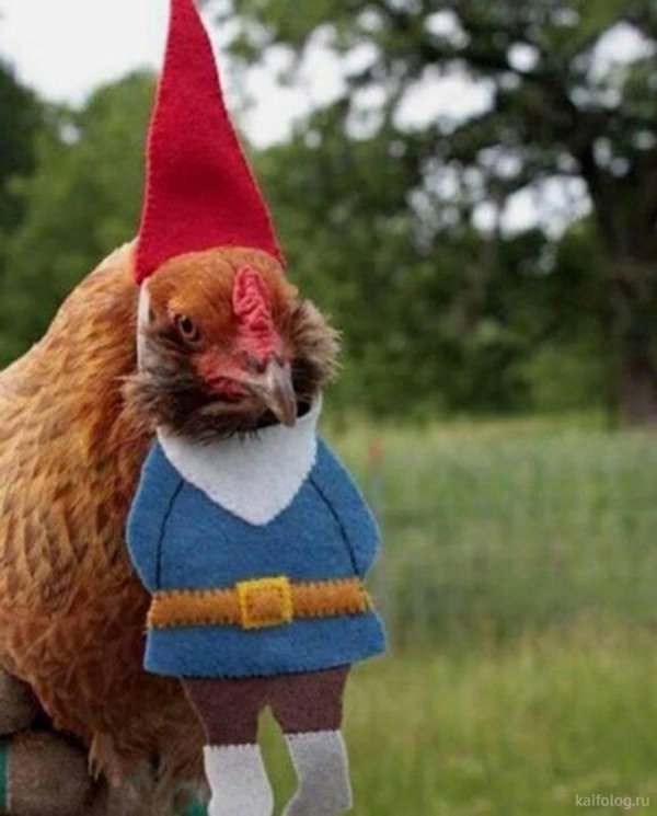 смешные куры