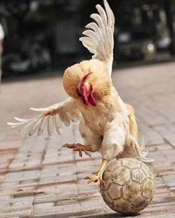 смешной петух