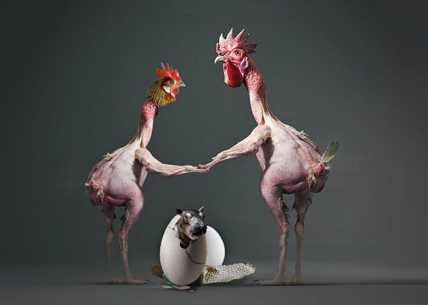 общипанный петух