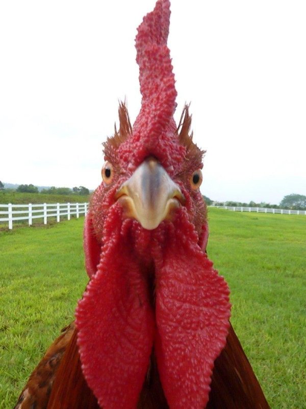 гребень петуха