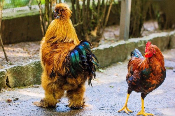 австралорп брама кохинхин маран