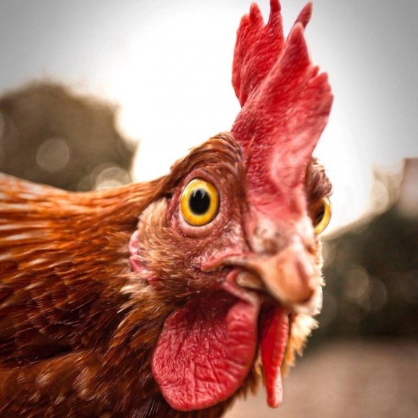 куриная голова