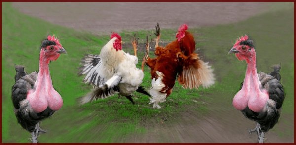 большие петухи