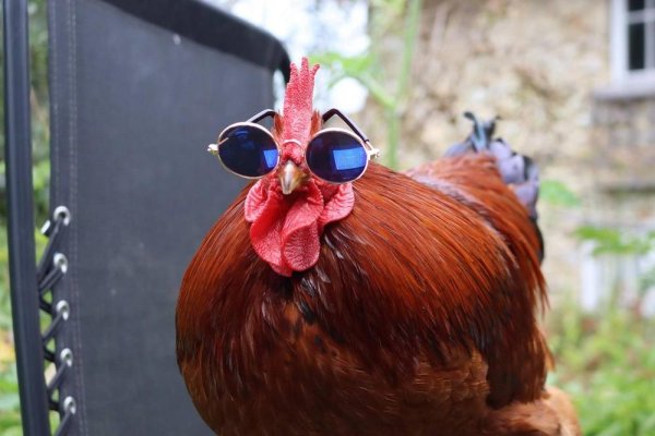 крутой петух