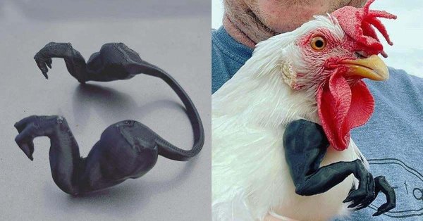 куры с руками