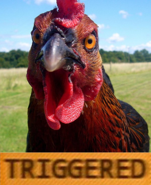 голова курицы