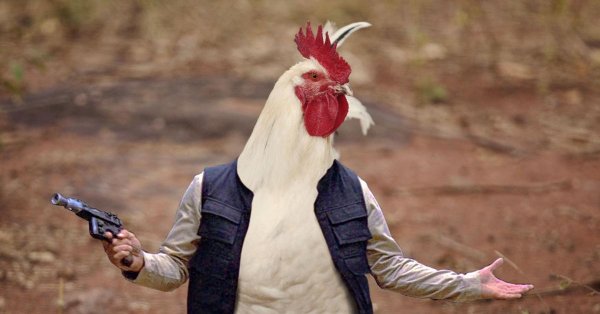 петух морис