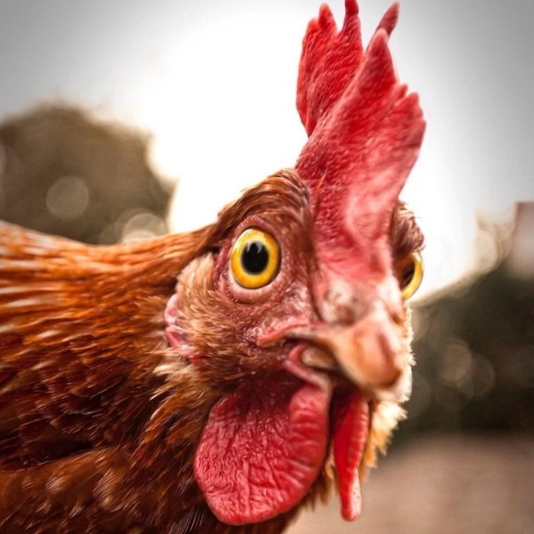 куриная голова