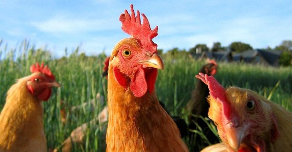 куры редбро