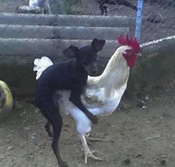 собака с петухом сношаются