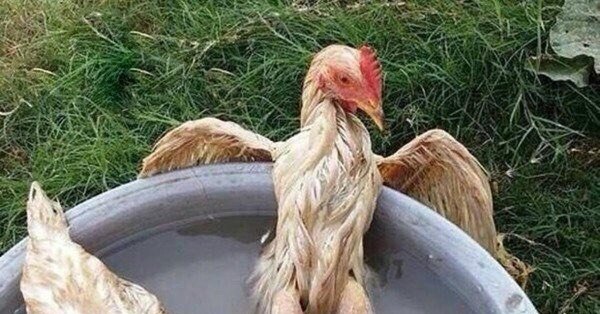 мокрый петух