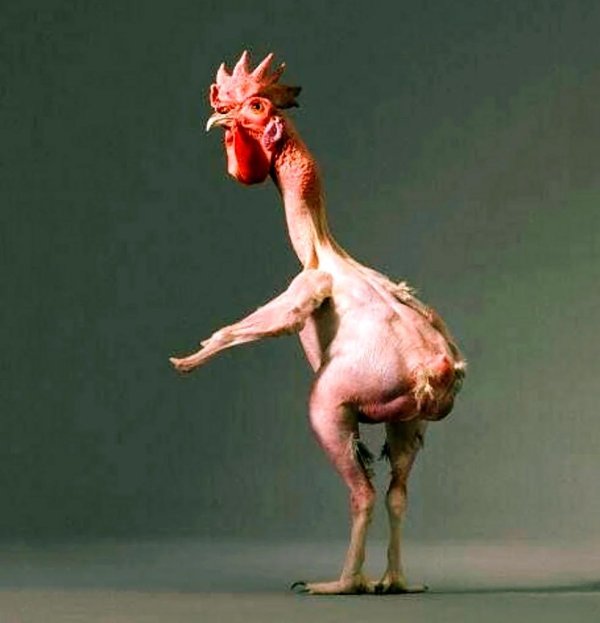 худая курица