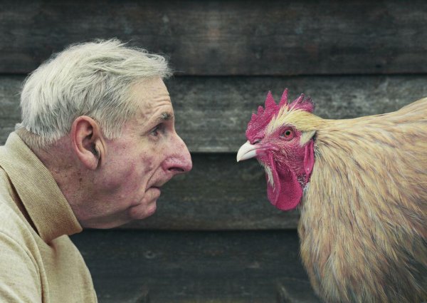 петухи на голове