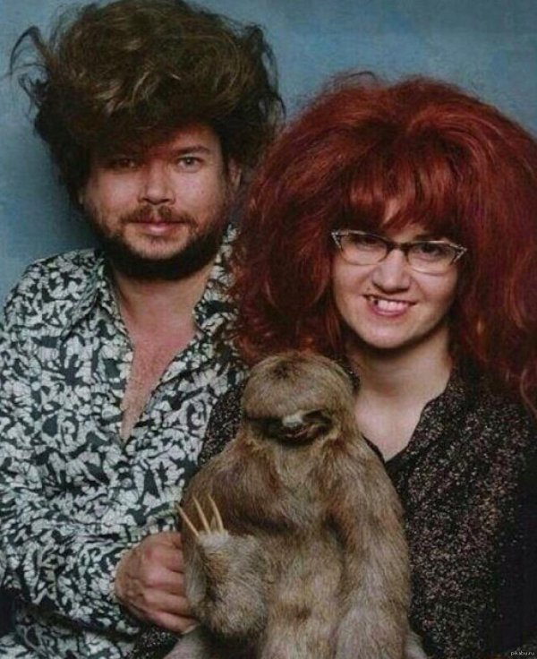 карликовый трехпалый ленивец