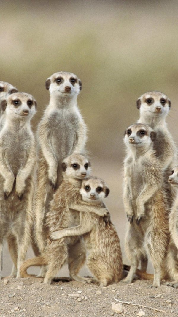 сурикат животное