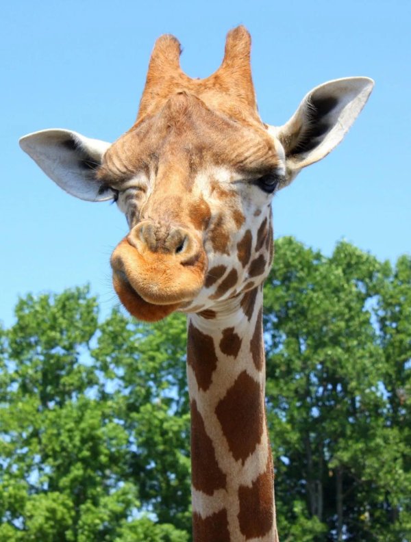 веселый жираф