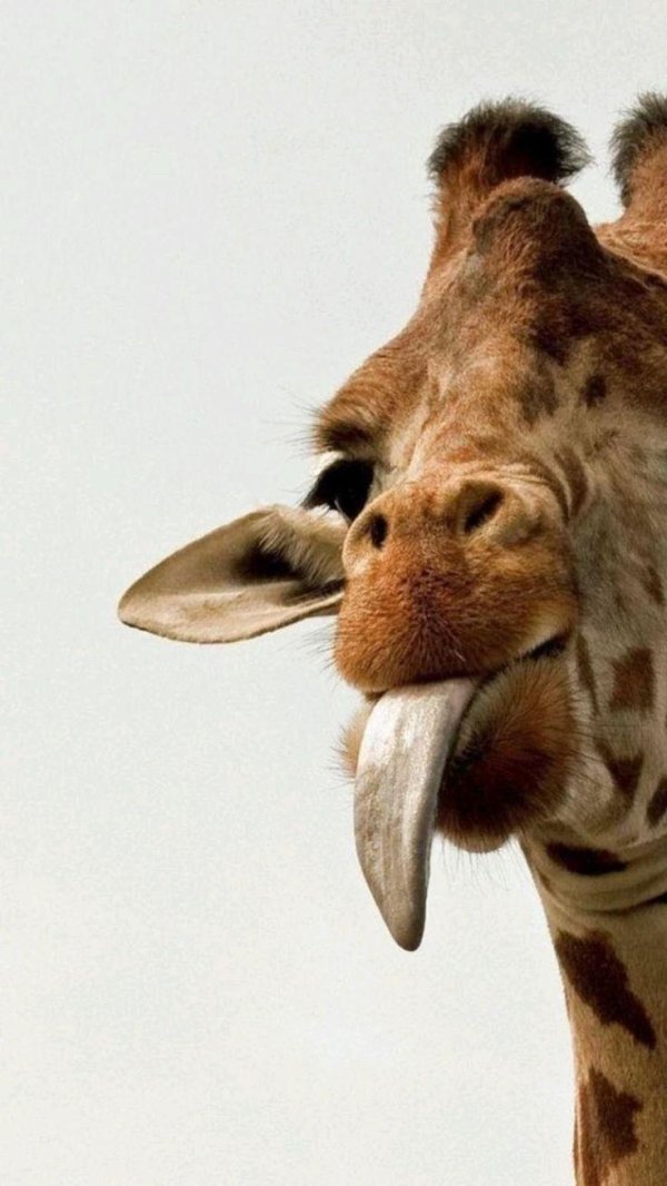 жираф жирафович