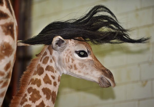 жираф жирафа жирафенок