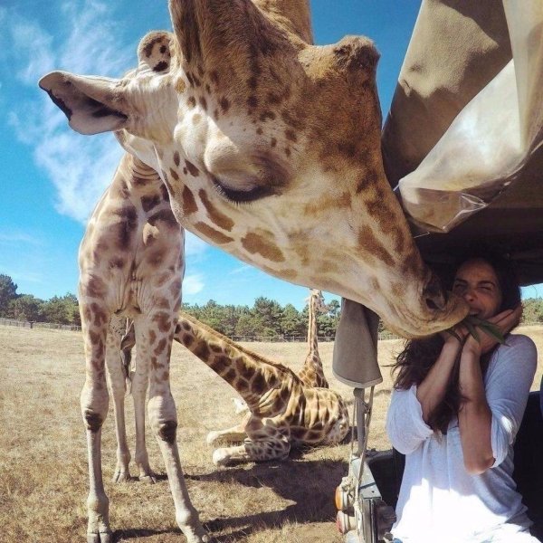 жираф манор кения