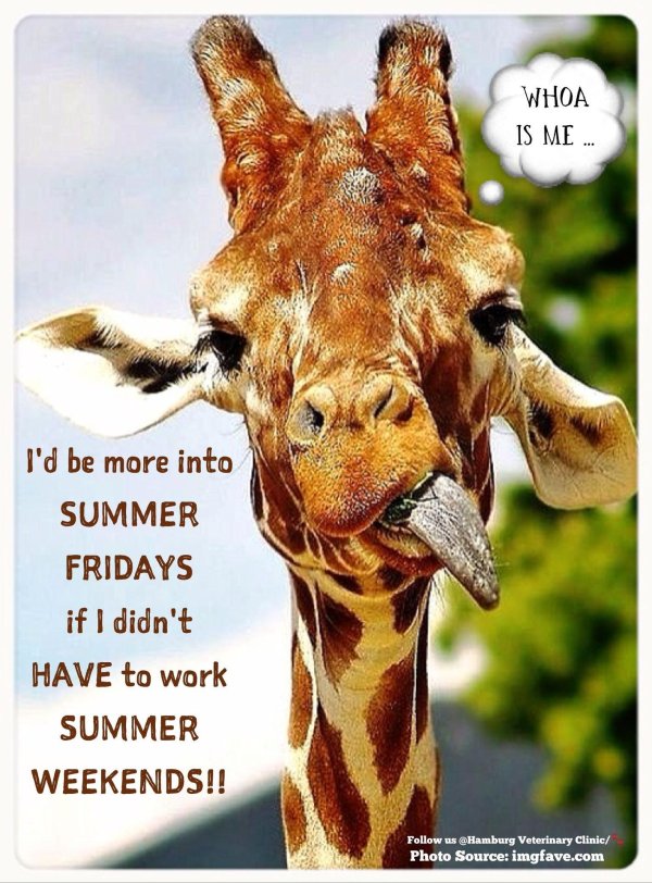 жираф с высунутым языком