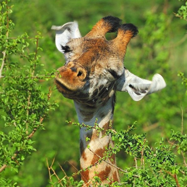 giraffa camelopardalis tippelskirchi