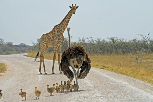 жираф саванны африки