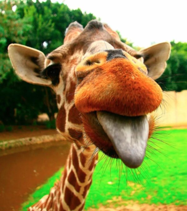 веселые животные