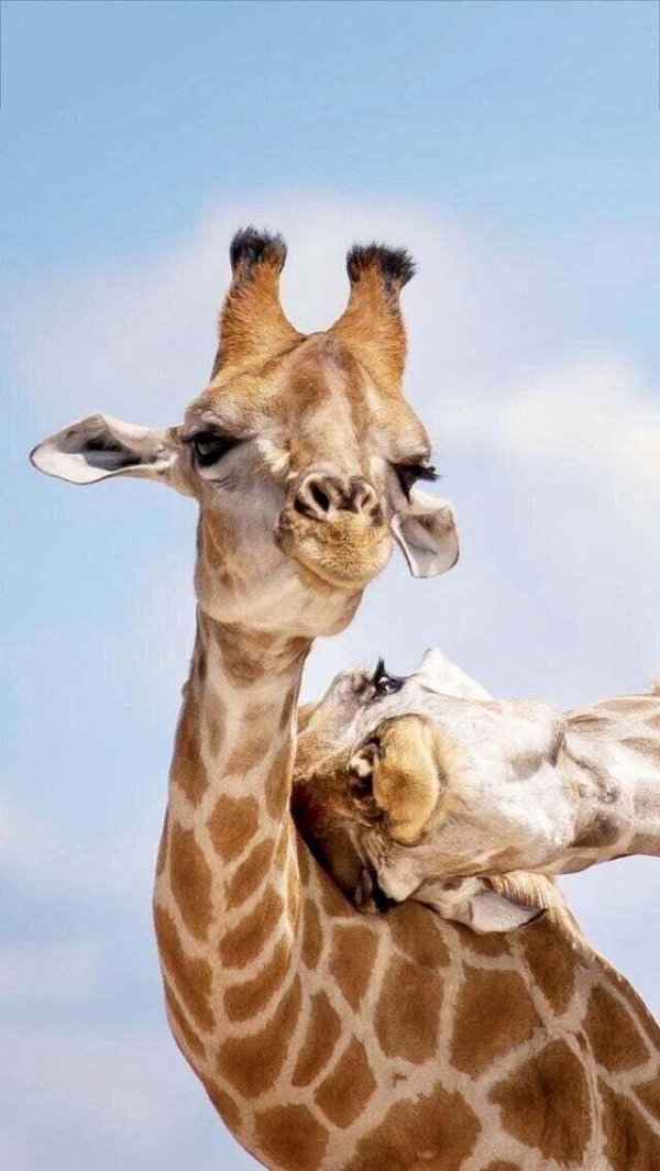 смешные жирафы