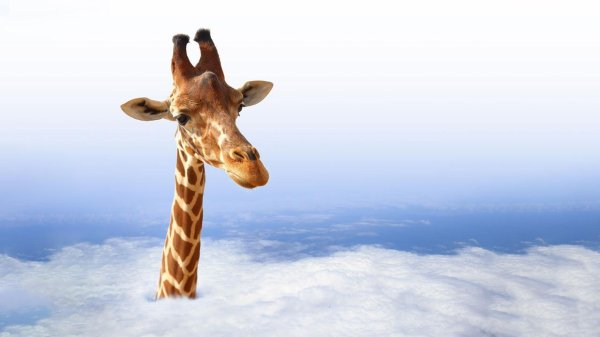 обои на рабочий стол жираф