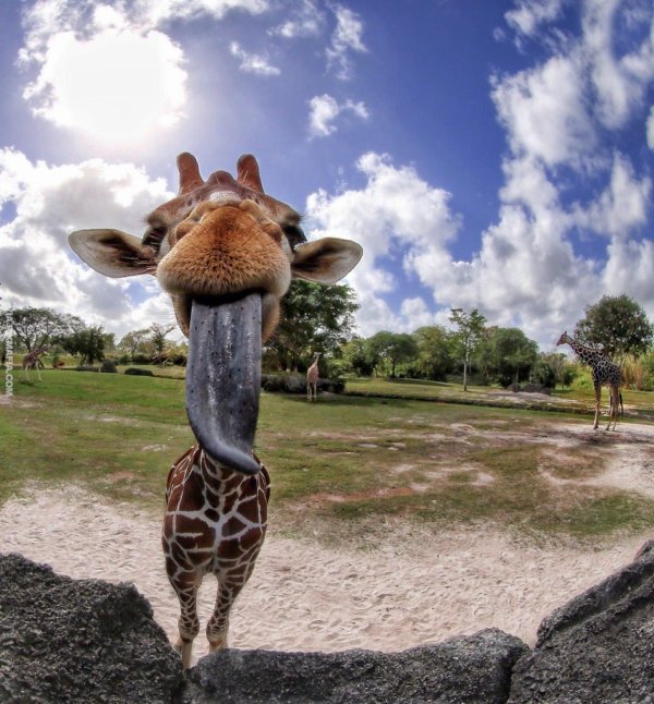 жирафик акакин