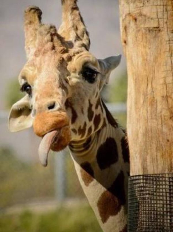 жираф показывает язык