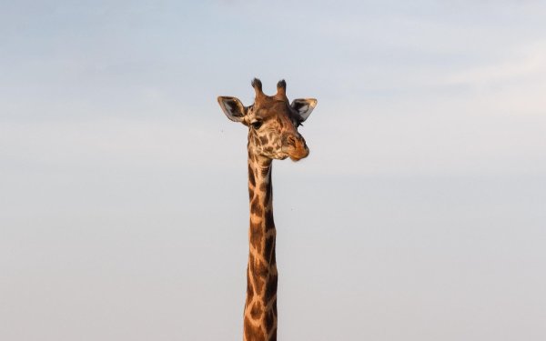 шея жирафа