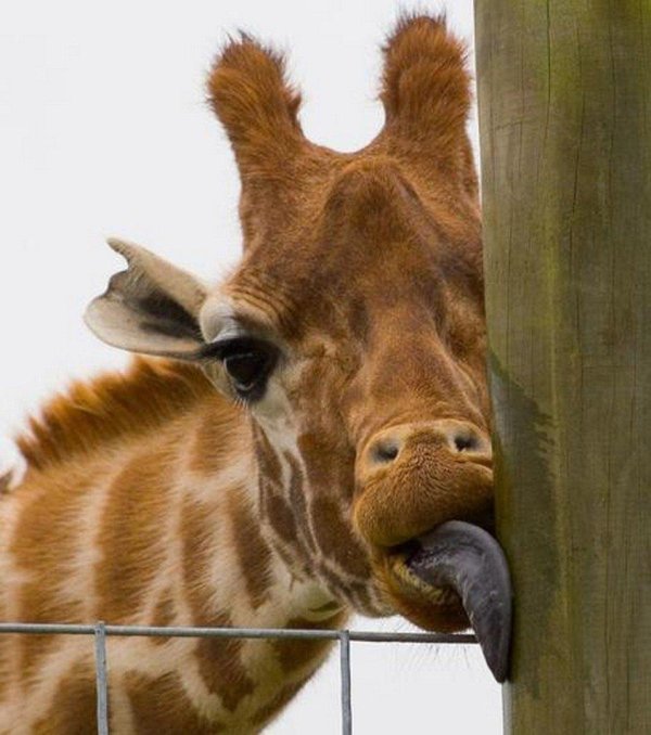 язык жирафа