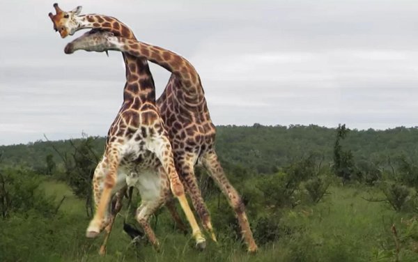 жирафы дерутся
