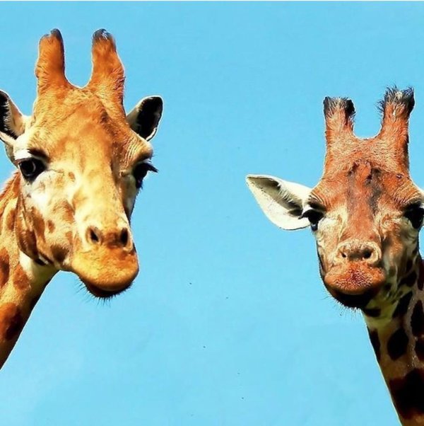 жирафик акакин