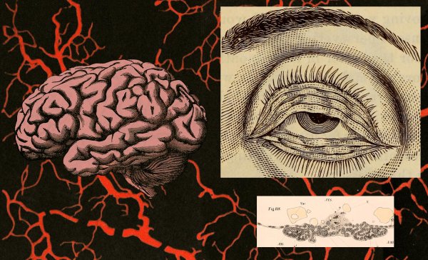 мозг картина