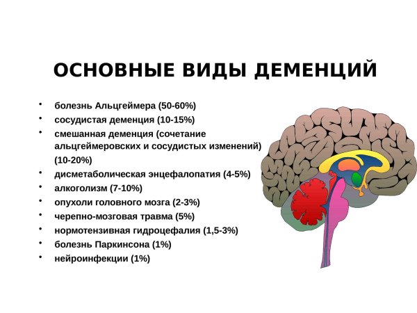 строение мозг