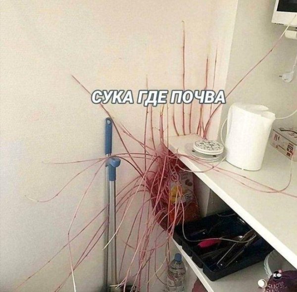 проросшая картошка