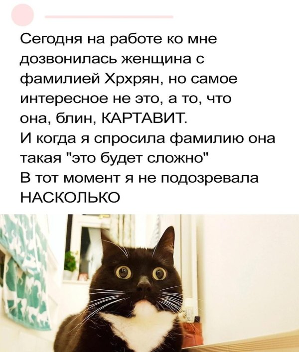 кошка удивлена