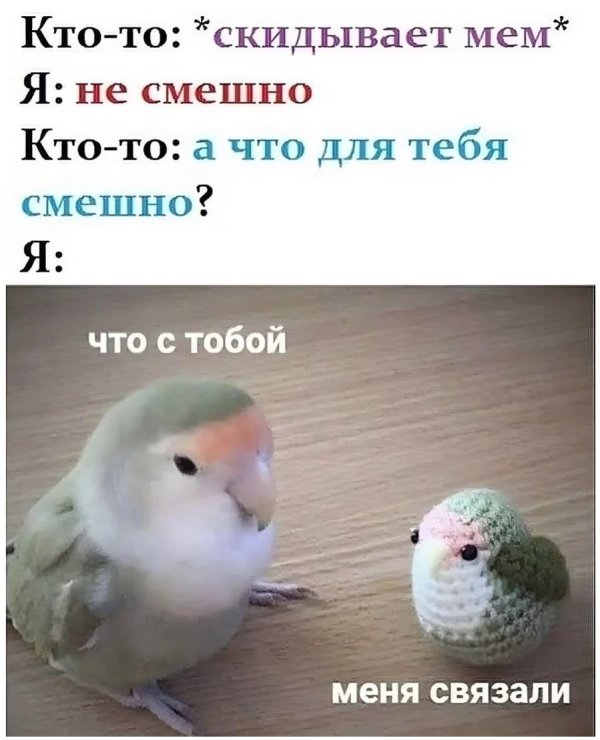 птица попугай