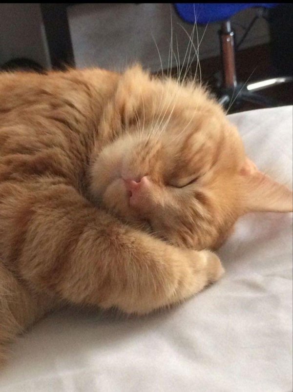 рыжие коты
