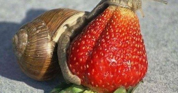 омномном улитка клубника