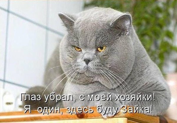 коты британской породы
