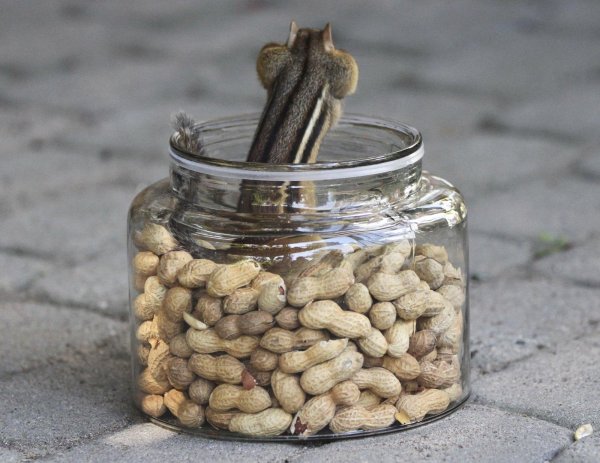 бурундук животное